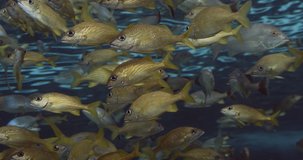 A shoal of French grunt fish. Cinematic 4K footage.