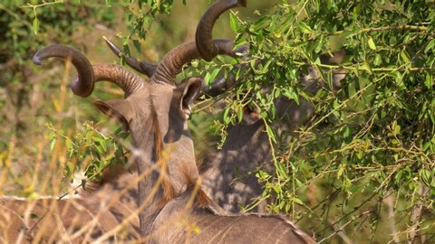 Kudu Feeding from Tree , Chobe National Park Botswana