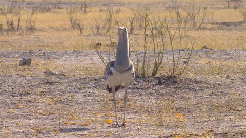 Kori Bustard Adult, Chobe National Park Botswana