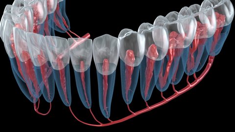 Dental root anatomy, Xray view. Medically accurate dental 3D animation 