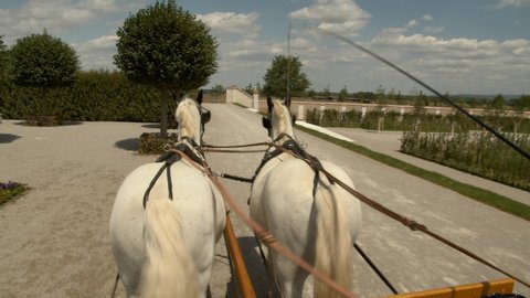 Two white horses pulling a carriage through on a summer day