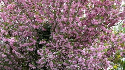 Rhododendron Flowering Shrubs Trees Bushes Stock Footage Video 100 Royalty Free 1041760543 Shutterstock