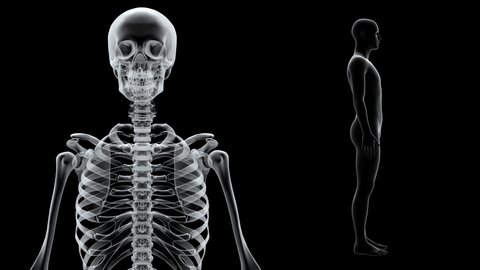 Human Body Skeleton Medical DNA Science Technology image background.
