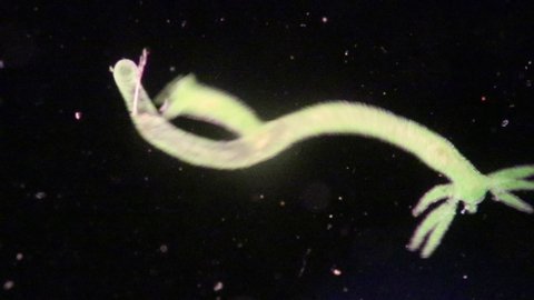 Hydra is a genus of small, fresh-water animals of the phylum Cnidaria and class Hydrozoa under the microscope for education.
