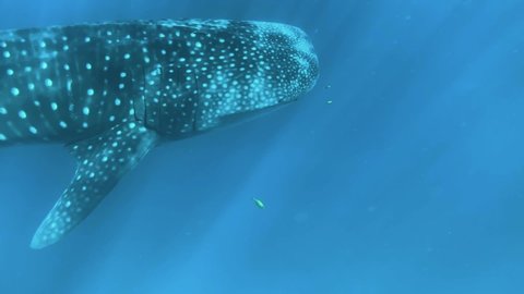 Some underwater footage of a Whale Shark in Ningaloo Reef.