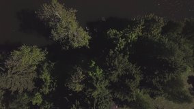 Green water, wooden pier and green trees, view from flying drone. Clip. Aerial top view of a quay among tres at the river shore at night.