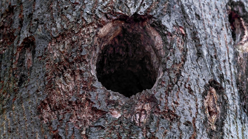 Boreal owl (Aegolius funereus) looking out of nest hole Royalty-Free Stock Footage #1037425586