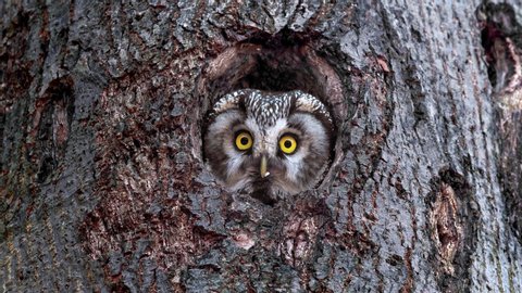Boreal owl (Aegolius funereus) looking out of nest hole
