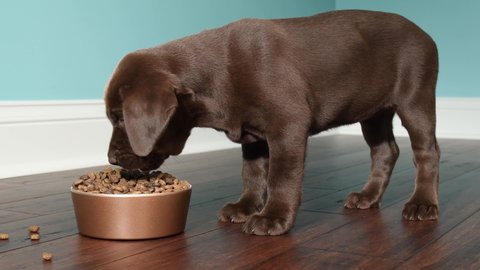 A cute 7 week old Chocolate Labrador Retriever puppy eating from a dog dish that is sitting on a dark hardwood floor with a white baseboard and green wall in the background
