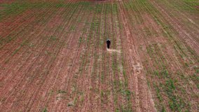 Local farmer injecting insecticide in the little corn field agricultural area aerial view from drone 4k footage