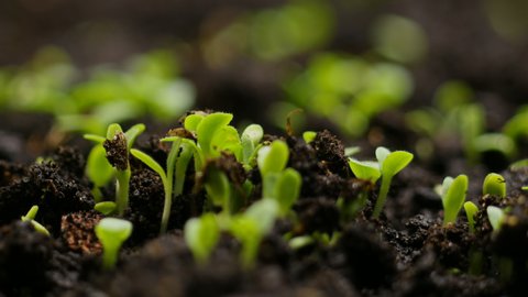 Growing plants in spring timelapse, sprouts germination newborn cress salad plant in greenhouse agriculture