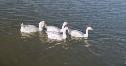 Beautiful white ducks swimming in lake.