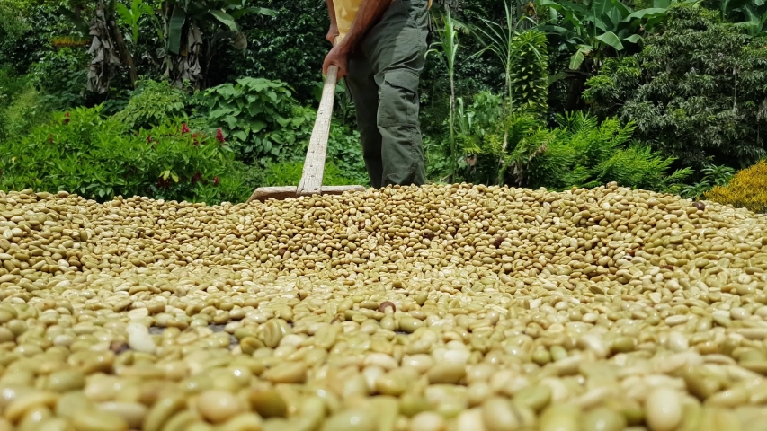 Colombian Coffee Tropical Mountain Stock Footage Video 100 Royalty   1 