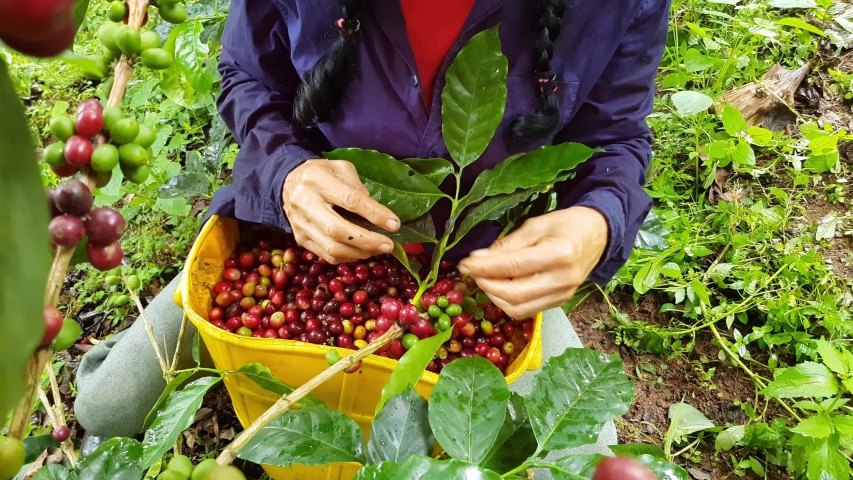 Colombian Coffee Tropical Mountain Stock Footage Video 100 Royalty   1 