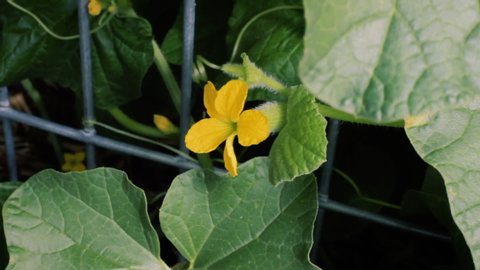 Hand pollinating a cantaloupe blossom by rubbing the pollen holding stamen of a male flower on the carpel, pollen receiving part of a female flower with a small, fruit ovary attached. Vine on trellis.