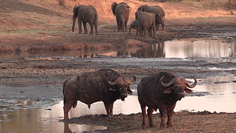 Two buffaloes stand by a shallow waterhole as a group of elephants moves around in the background.