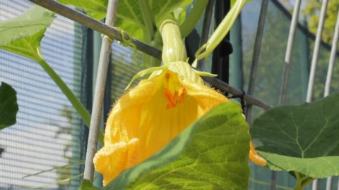 Split female flower blossom at the end of a baby butternut squash fruit blows in the wind. The cut in the petals reveals the carpels and area for pollen collection. Looks like ballroom gown with slit.