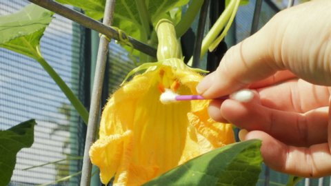 Trying to use cotton swab to pollinate butternut squash plant. The cotton with the pollen on it gets stuck on the carpels of the flower bloom. It is a windy day and the plant is blowing around.