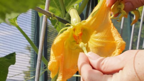 Hand pollinating female butternut squash bloom by rubbing pollen from a male stamen on the female carpels. Starts with peeling the petals off of male bloom. Tendrils hold the vine in place in wind.
