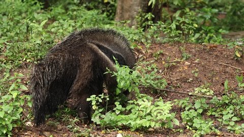 The giant anteater (Myrmecophaga tridactyla) is an insectivorous mammal native to Central and South America. The giant anteater forages in forest.