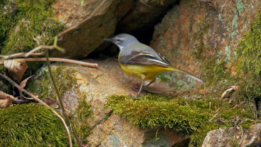Grey wagtail (Motacilla cinerea) on rock