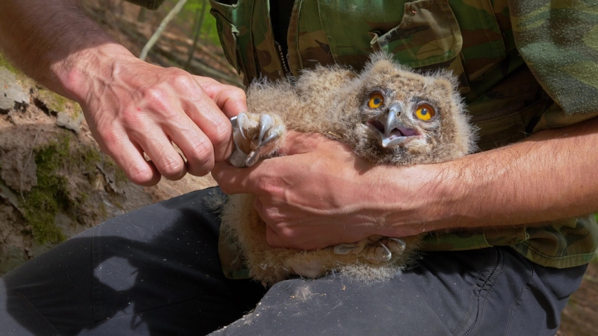 Researcher ringing juvenile Eurasian eagle owl (Bubo bubo)