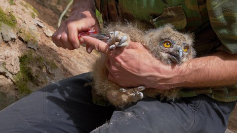 Researcher ringing juvenile Eurasian eagle owl (Bubo bubo)