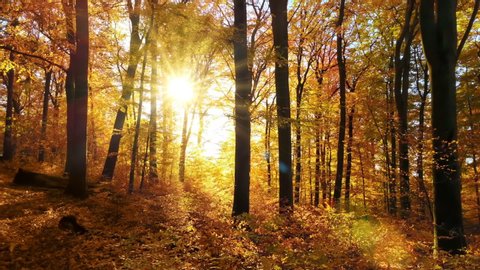 Beautiful sun rays illuminating a beech forest in vivid autumn shades of gold, gimbal shot
