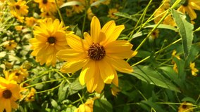 Wonderful perfect natural image in the green mountains in the form of bunch of yellow Big daisies Macro shot 4K video Natural background buy image.
