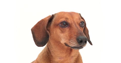 Studio Shot Adorable Dachshund Standing On Stock Photo (Edit Now) 602191304