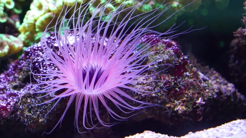 Tube anemone (Cerianthus filiformis) in the ocean image - Free stock ...