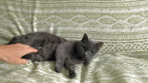 The Gray Cat with green eyes in the room on the bed protects itself from the human hand, bites and runs away. Russian blue