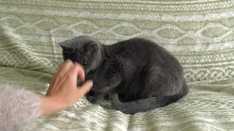 The Gray Cat with green eyes in the room on the bed protects itself from the human hand, bites and runs away. Russian blue