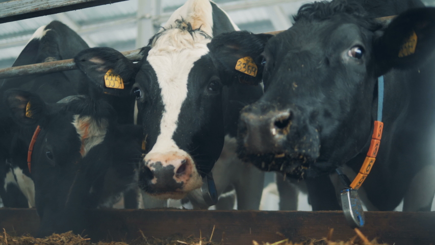 Black and white cows in the cowhouse are looking at the camera