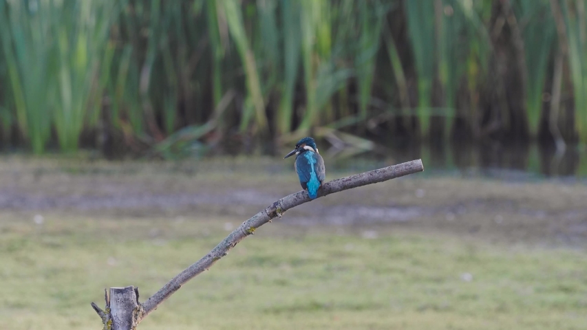 Common Kingfisher Perched on Branch. 
