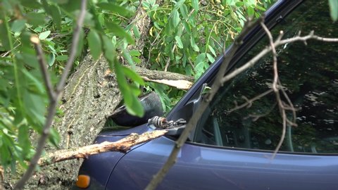 Kiev, Ukraine - 8th of August 2019: 4K Zoom out a car damaged under a fallen tree and electric cable
