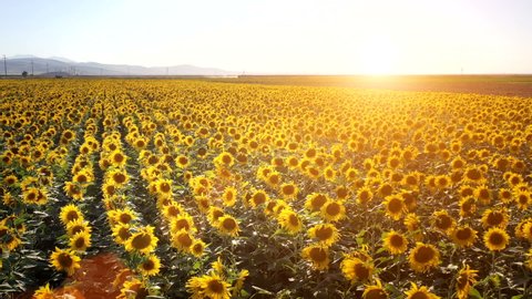 AERIAL view flowering sunflowers sunflower 4k field plant natural agriculture Field sunflowers Flight over sunflower field in sunset 4k Beautiful fields sunflowers sky background flight over sunny day