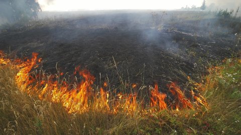 Close up view of wildfire, spreading flames of forest fire. Natural disaster, climate change, global worming. Fire, wildfire, burning grass field in the smoke and flames.