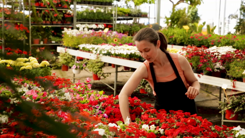 Positive female florist in apron working with begonia plants in hothouse indoors
