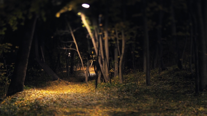 Leafs are falling in the autumn forest in the night 