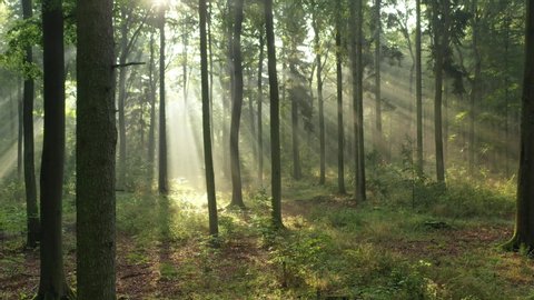 Beautiful morning in the forest