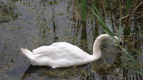 swan bird white lake beautiful