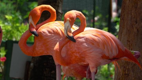 Beautiful Close-up View of Flamingos