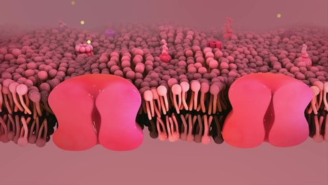 Cell membrane, Active Transport in Human Cell, 3d animation. Lipid bilayer solute passing through protein channel