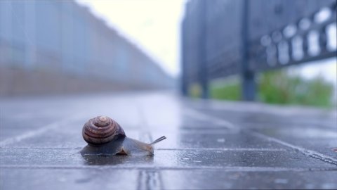 Snail sliding foot on asphalt in city park during rain. Animals in wild life. Brown snail crawling on paving. Snail moving tentacle with eyes. Creatures in city.
