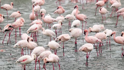beautiful pink flamingos,  Africa, Namibia.