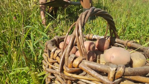 farmer gathers potatoes in basket in garden. Concept: agriculture,