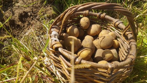 farmer gathers potatoes in basket in garden. Concept: agriculture,
