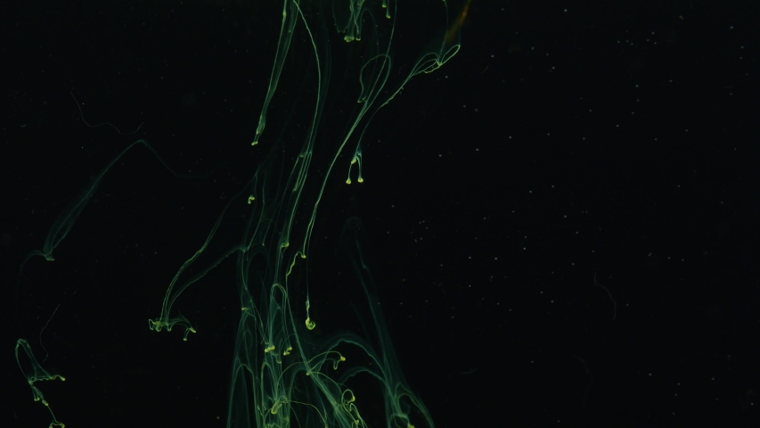 Stream of yellow light smoke appearing on the black background, waving and curling mysteriously. Sapce behing it full of small particles.