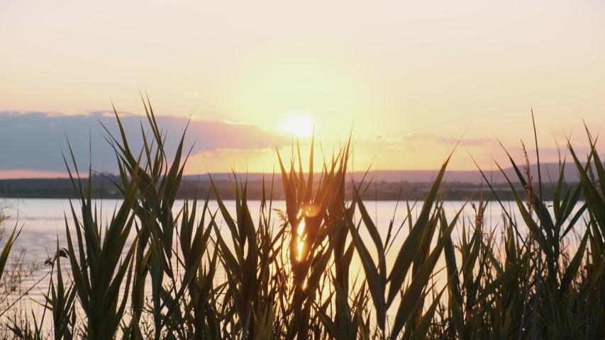 Small wind sways reed stalks against background of calm surface of sea water bright sunny sunset in summer. Beautiful sunset. Solar disk goes beyond horizon of sea. Nature